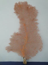 9.9" x 15.6" Large Pacifigorgia Red Sea Fan Reef Coral, actual price pictured