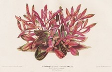 sissoo spinach Brazil Brasil botanical botany botany Stroobant Lemaire Litho