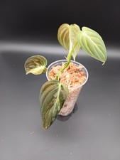 Philodendron Melanochrysum Variegata