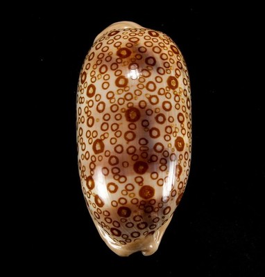 SEASHELL - Arestorides argus- TOP PATTERN, DARK, 76.1MM, GEM, VIETNAM