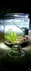 2gal. Starter Tank Kit For Betta/shrimp Jar+Free Live Baby Betta Fish+air Pump