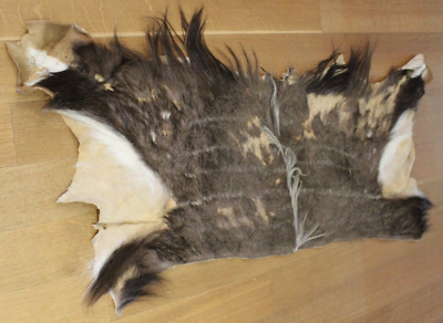 Nyala Back Hide?, South Africa 55'' x 30'' Approx. - Leather, Taxidermy #6