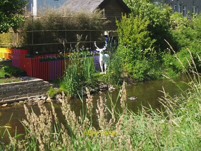 Foto 12x8 Der weiße Hirsch von Peebles vom Cuddy Der weiße Hirsch hat reapp c2021