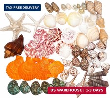 70 Pcs Natural Seashells Assortment, 12-16 Kinds, 1.2"-3.5" Size Range for DIY