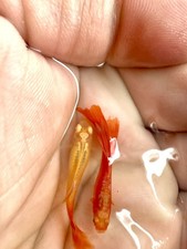 1 TRIO - Live Aquarium Guppy Fish Grade A  High Quality - Albino Full Red