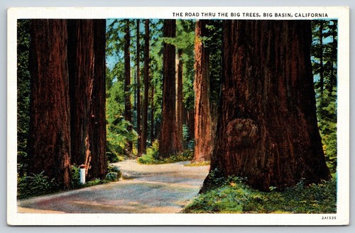 Postkarte Big Basin Redwood State Park Kalifornien K12