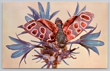 Rudolph Blaschka Glass Model Cornflower Evening Butterfly Postcard Harvard Art