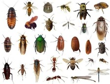 25+ Dead BUGS Preserved In Alcohol For Pinnin...