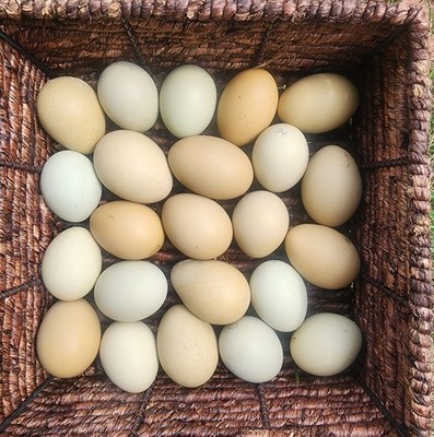 Backcross Olives Multi-generational Olives 12+hatching Eggs