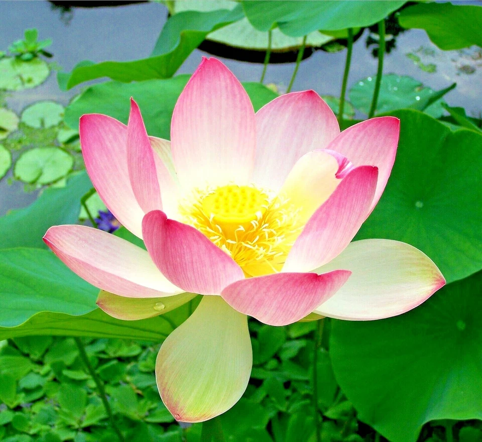 🌺🌺 LOTUS colorful water Lily Aquarium Plant seeds bulb Easy grow FS0-03 LOTUS