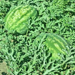 Crimson Sweet Watermelon - Seeds - Non Gmo - Heirloom Seeds – Watermelon Seeds