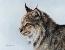 Lynx by Sarah Stribbling Fine Art Print Wildcat Nature Wildlife Hunting 11x14