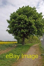 Photo 6x4 Horse chestnut tree Haverhill/TL6645 Horse chestnut tree on th c2007