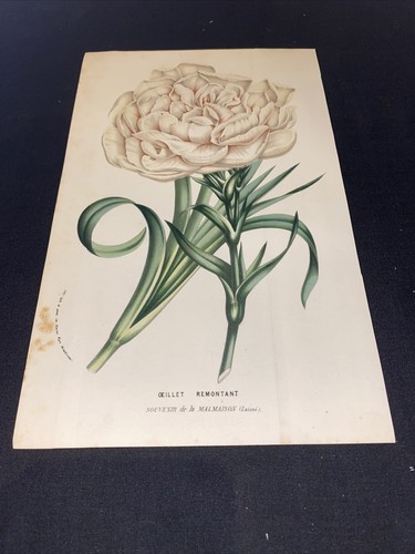 1866-67 Van Houtte Flore des Serres Antique Lithograph Print Coloured - 第 1/3 張圖片