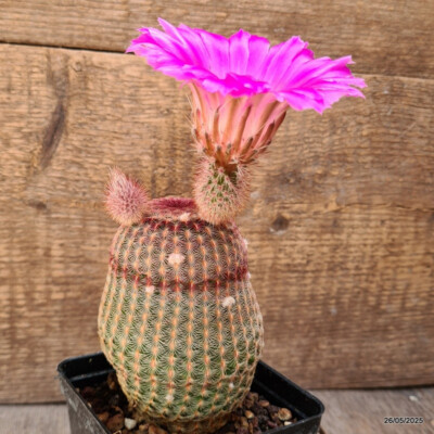D4228 ECHINOCEREUS RIGIDISSIMUS RUBRISPINUS pot9-H11-W8 cm MaMa Cactus