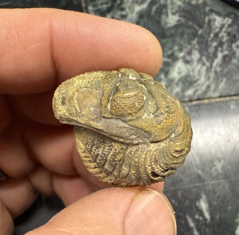 Nice Large rolled Phacops Barrandeops Trilobite fossil Devonian of Morocco 