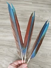3 blau rote 💙❤️ Vogelfeder Papageienfeder Feder Papagei basteln mit MAKEL! 