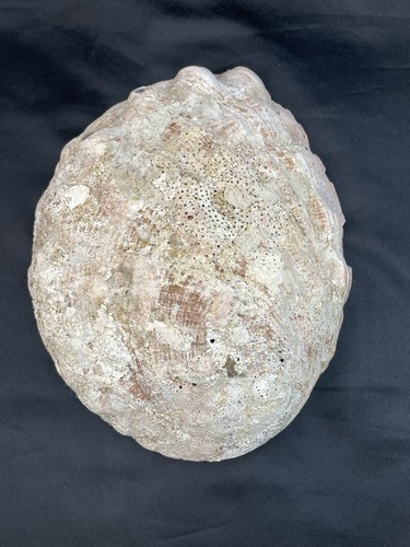 Große 8,25" natürliche Abalone Schale - Bild 5 von 19