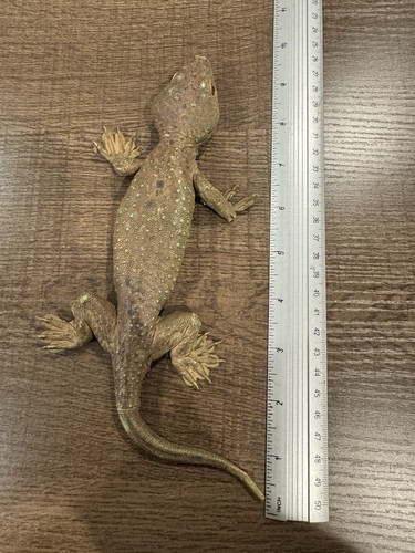 Vintage AAA Lizard Gecko Figure Realistic Rubber Animal Model - Picture 4 of 6