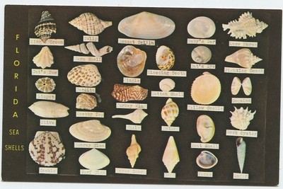 Florida Sea Shells by Dodson's Shell Shop Vintage Postcard Fl Chrome