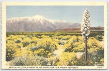 Vintage Palm Springs CA Desert Postcard Encelia & Yucca Bloom 1941