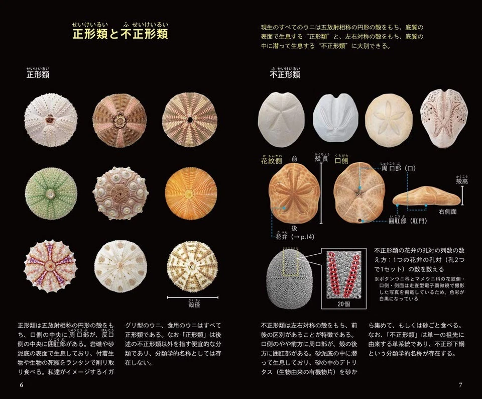 Uni Handbook Beautiful Sea Urchins Guidebook Japanese Photo Book Japan NEW - Image 2 of 4