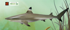 Blacktip Reef Shark Sealife Toy Model Figure by CollectA 88726 New