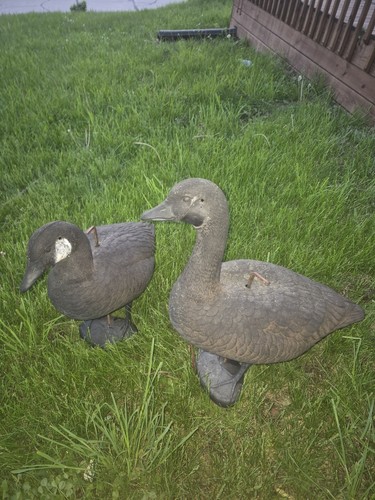 Vintage Canada Goose Decoys w/ Stakes (2) Can Meet In Des Moines IA