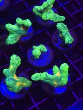 Space Invader Pectinia * Live Coral Frag * AJs Aquariums