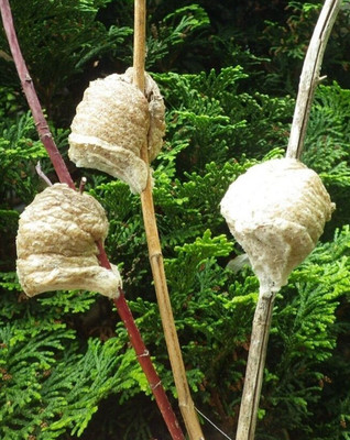 3 BIG FRESH FERTILE PREYING MANTIS EGG CASES PRAYING MANTIS NATURAL PEST CONTROL