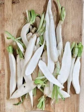 White Icicle Radish Seeds | Baby Little Daikon Carrot Củ cải trắng nhỏ Kim Chi