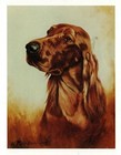 New Irish Setter Head Study Notecard Set 6 Blank Note Cards By Ruth Maystead
