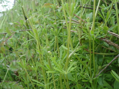 Foto 6x4 Hackbeil - Galium aparine Litlington\/TQ5201 um 2009