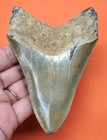 New ListingMegalodon Shark Tooth - 4.23" - Real Fossil - Shark Teeth - Natural Megladone