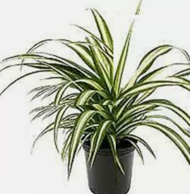Spider Variegated Chlorophytum comosum Variegatum zebra Live Plant 4"pot |  eBay