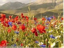 PREMIUM TRUE CORNFIELD WILD FLOWER SEEDS Barley Wheat Throw & grow mix 80