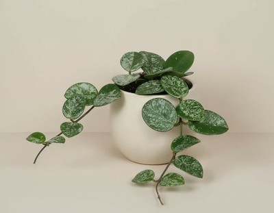 Hoya Mathilde Splash   Wachsblume mit Silber-Sprenkeln Zimmerpflanze im 6cm Topf