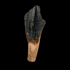 XXL 1.4" Triceratops Fossil Crown Tooth Hell Creek FM Cretaceous Dinosaur MT COA