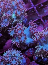 WYSIWYG RARE Multicolor Rainbow Goniopora Goni Long Polyp LPS SPS Zoa JF WWC TSA