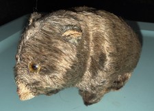 Vintage Walking Wind-Up Toy Bear Made In Occupied Japan 1948 Glass Eyes No Key