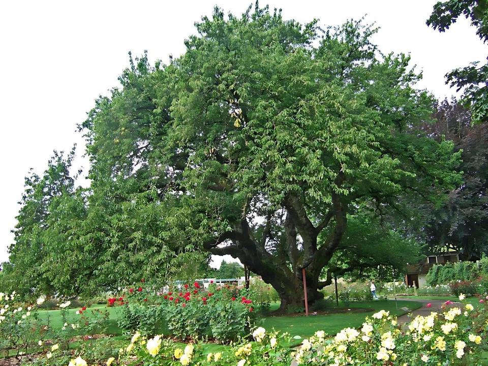 2 LIVE BLACK CHERRY TREES PRUNUS SEROTINA EDIBLE FRUIT 12” tall now - Image 2 of 3