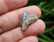 0.84" Tiger Shark G. Cuvier Fossil Tooth Florida