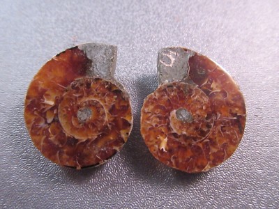 Pair Of Madagascar Ammonite Fossil Nautilus Shell Cut Slices Specimen Ebay