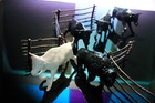 Payton Cows Cattle Steers Buffalo Fencing Plastic Western Playset Figures — photo 1