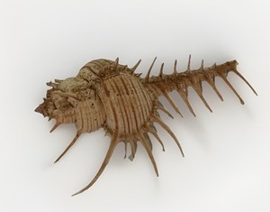 MUREX PECTEN VENUS COMB INDIAN OCEAN SEA SHELL BEACH Specimen Seashell