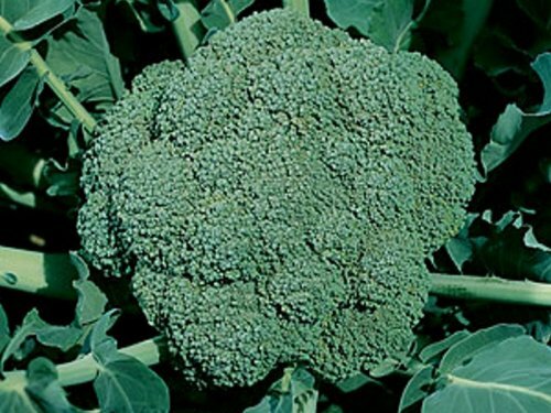 Wholesale Vegetable Seed Cache 190 Heirloom Varieties GARDEN/STORAGE non gmo - Picture 77 of 255