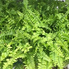 Boston Fern (Nephrolepis exaltata)