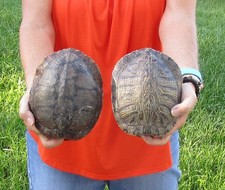 2 pc Lot Red-eared Slider Turtle Shells 7 inches, Terrapin, Taxidermy #50831