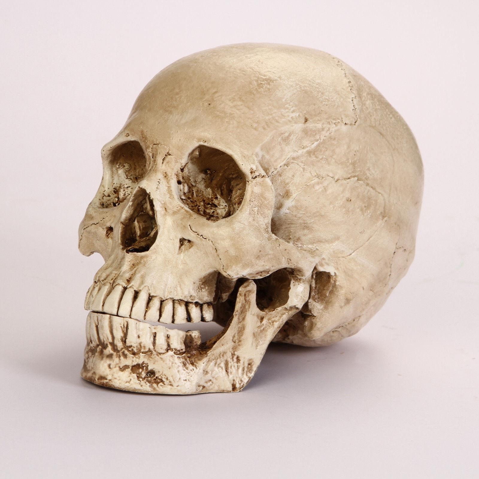 Lifesize Realistic Human Skull Replica Resin Model Anatomical Halloween Decor