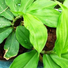 DIABETIC TEA INSULIN PLANT Leaves Herb COSTUS SPECIOSUS Canereed Igneus Organic